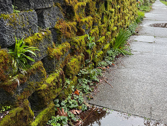 Block retaining wall with heavy moss cover and standing water